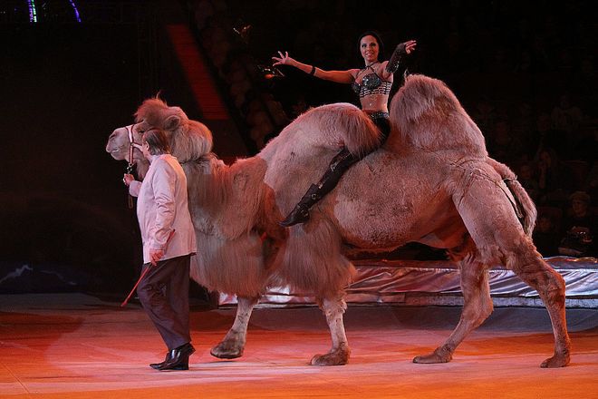 Летающий медведь и &laquo;Колесо смелости&raquo;: нижегородский цирк приглашает в &laquo;Звездный круиз&raquo; (ФОТО) - фото 32