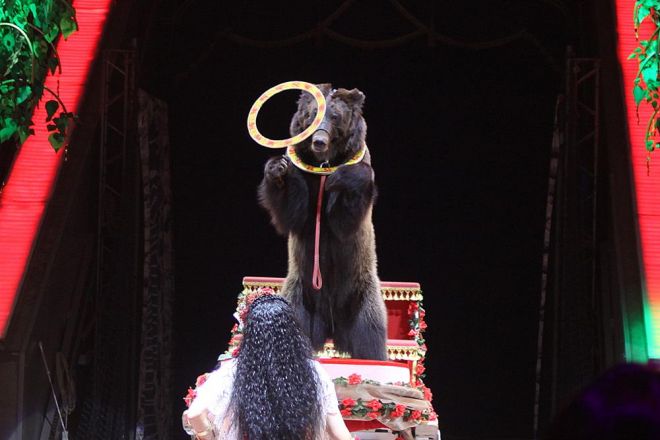 Леопарды под куполом цирка: премьера шоу &laquo;Баронеты&raquo; (ФОТО) - фото 36