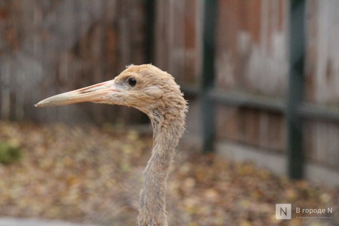 Детки в объективе: показываем милых малышей, которые родились в нижегородском зоопарке «Лимпопо» - фото 17