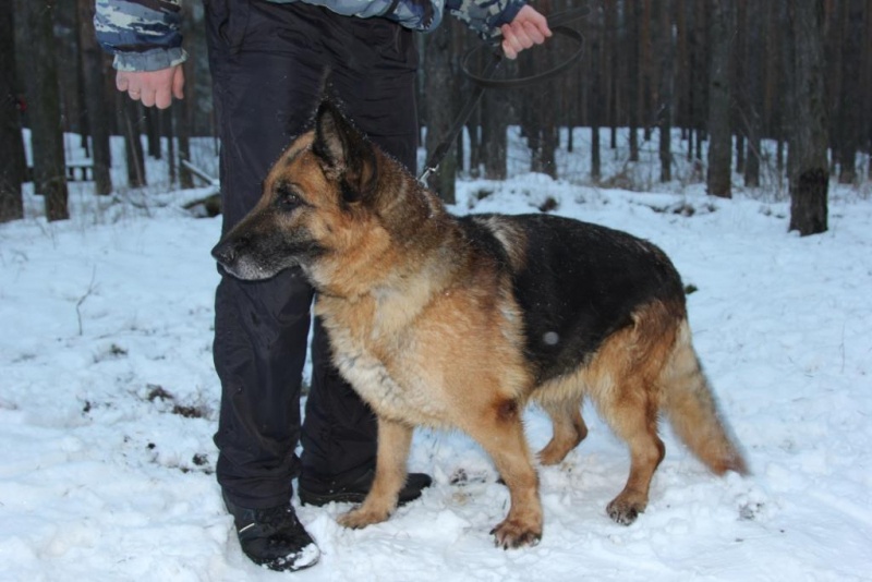 Нижегородская полиция пристраивает служебных собак - фото 1