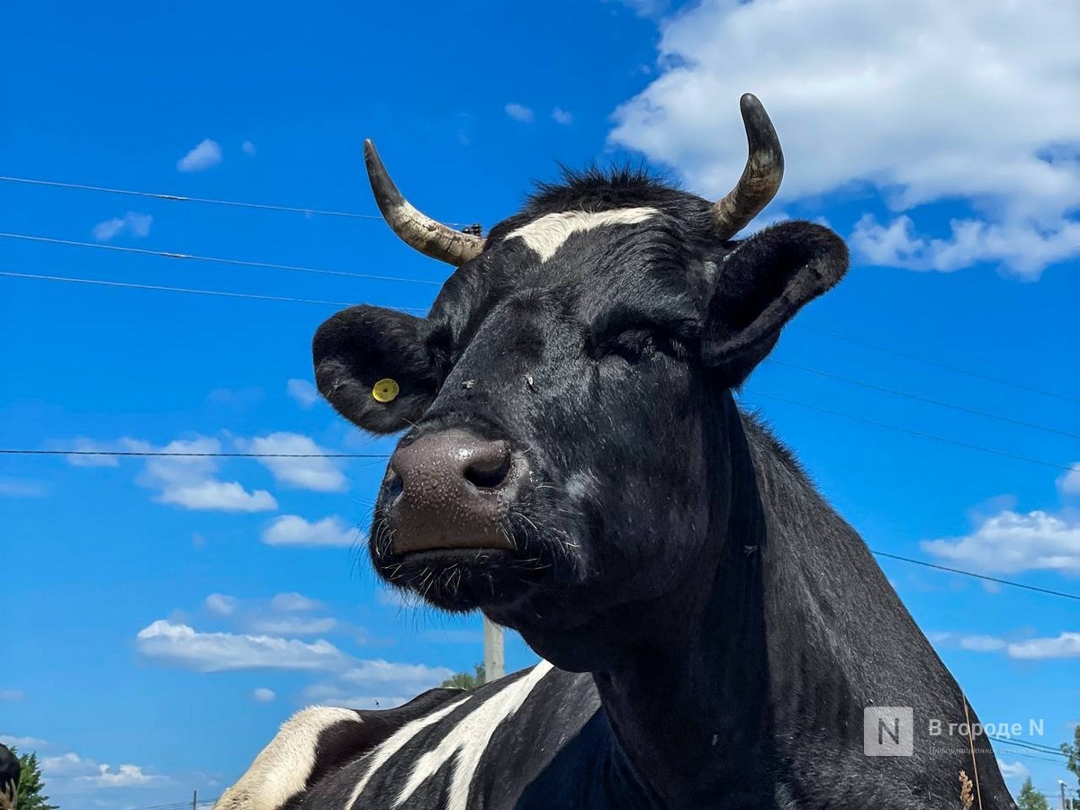 БПЛА помогли найти нарушения на фермах в Нижегородской области - фото 1