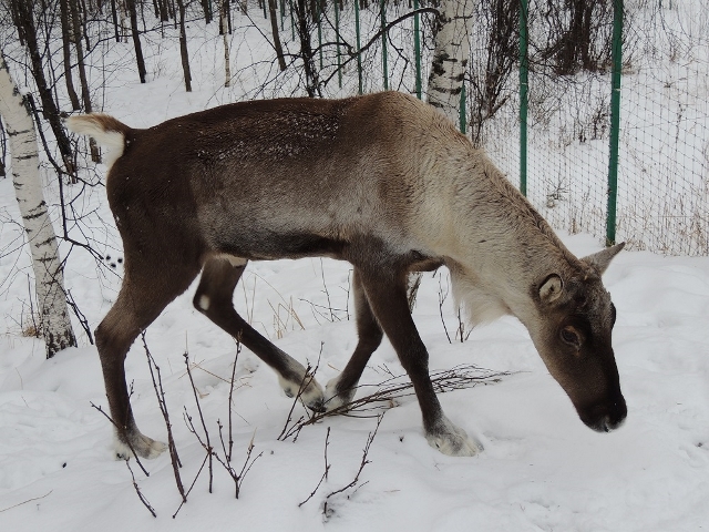 Северный олень сбросил рога в Керженском заповеднике (ФОТО) - фото 1