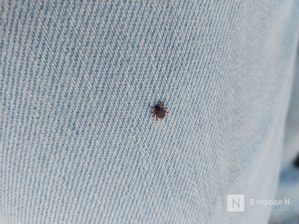 Клеща обнаружили в анальном отверстии у нижегородца - фото 1