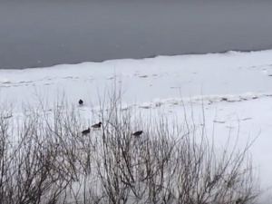 На Волжской набережной замерзают четыре утки