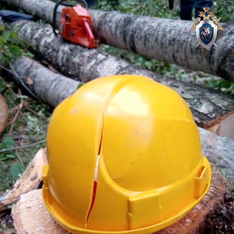 СК организовал проверку по факту гибели работника на валке леса в Тонкинском районе - фото 2