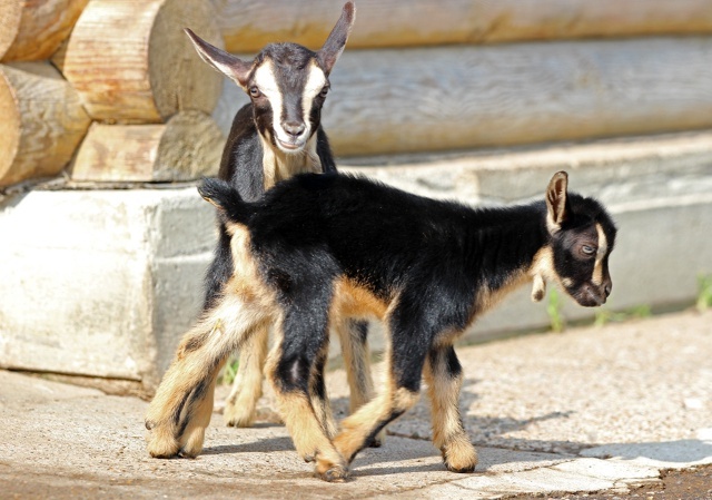 Трое милых козлят родились в зоопарке &laquo;Лимпопо&raquo; в Нижнем Новгороде - фото 1