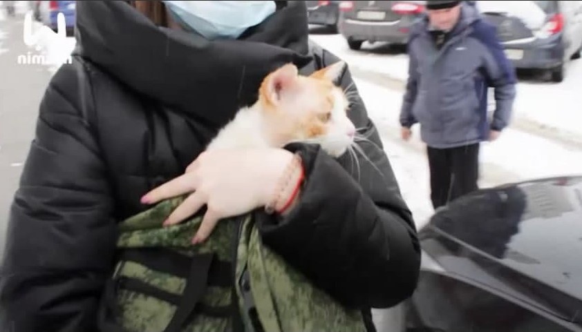 Спасенный в Кстовском районе кот вернулся к хозяевам - фото 1