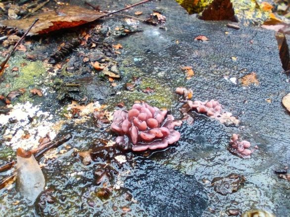 Опубликованы фото необычных декабрьских грибов из Керженского заповедника - фото 2