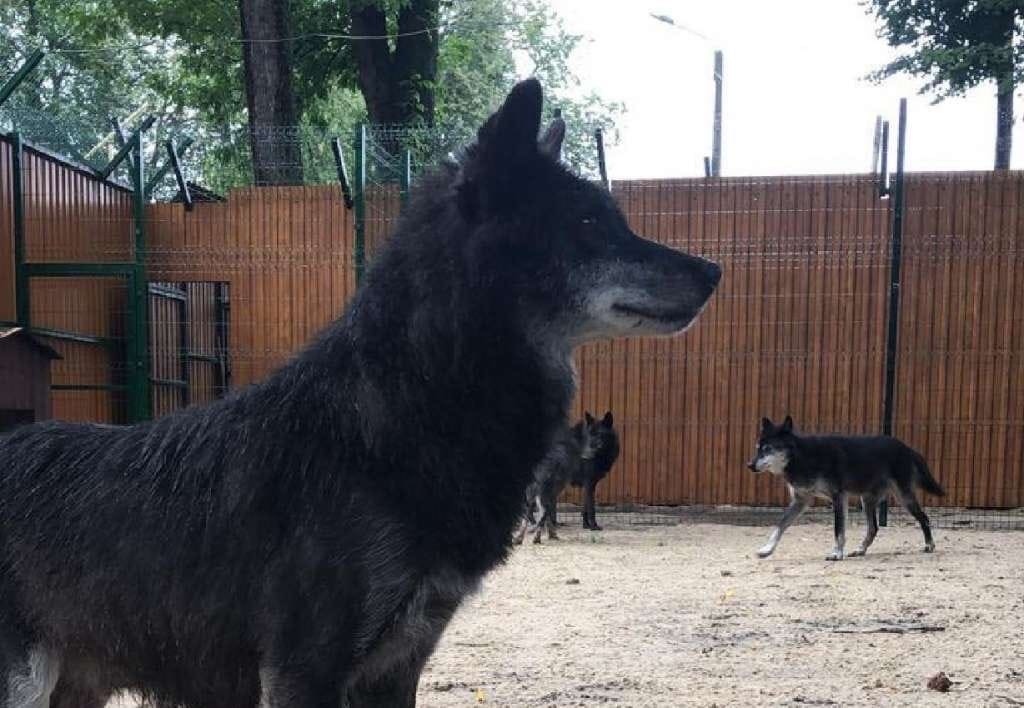 Сильвер, Чезар, Сэла: у волков в балахнинском зоопарке появились имена - фото 1