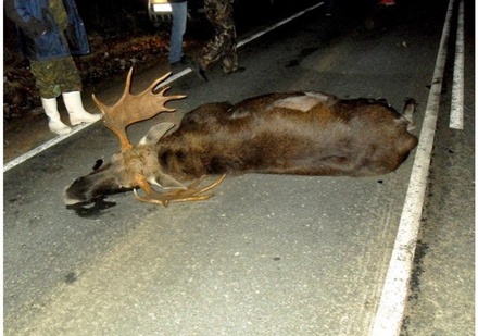 С начала лета в Нижегородской области автомобили сбили 15 лосей