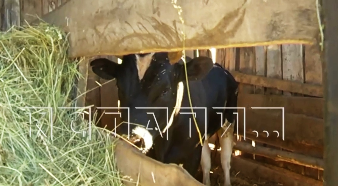 Уголовное дело против директора гагинской фермы, бык с которой убил пастуха, прекращено - фото 1