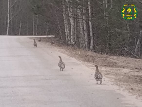 Стаю самок глухарей заметили на дороге в Нижегородской области - фото 2
