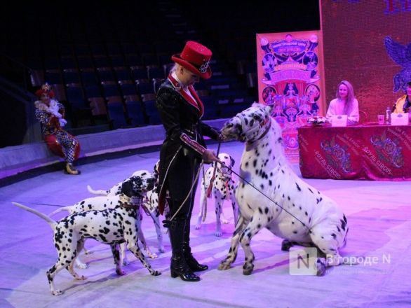 Возвращение &laquo;Бурлеска&raquo;: Нижегородский цирк открывается уникальным шоу Гии Эрадзе - фото 26