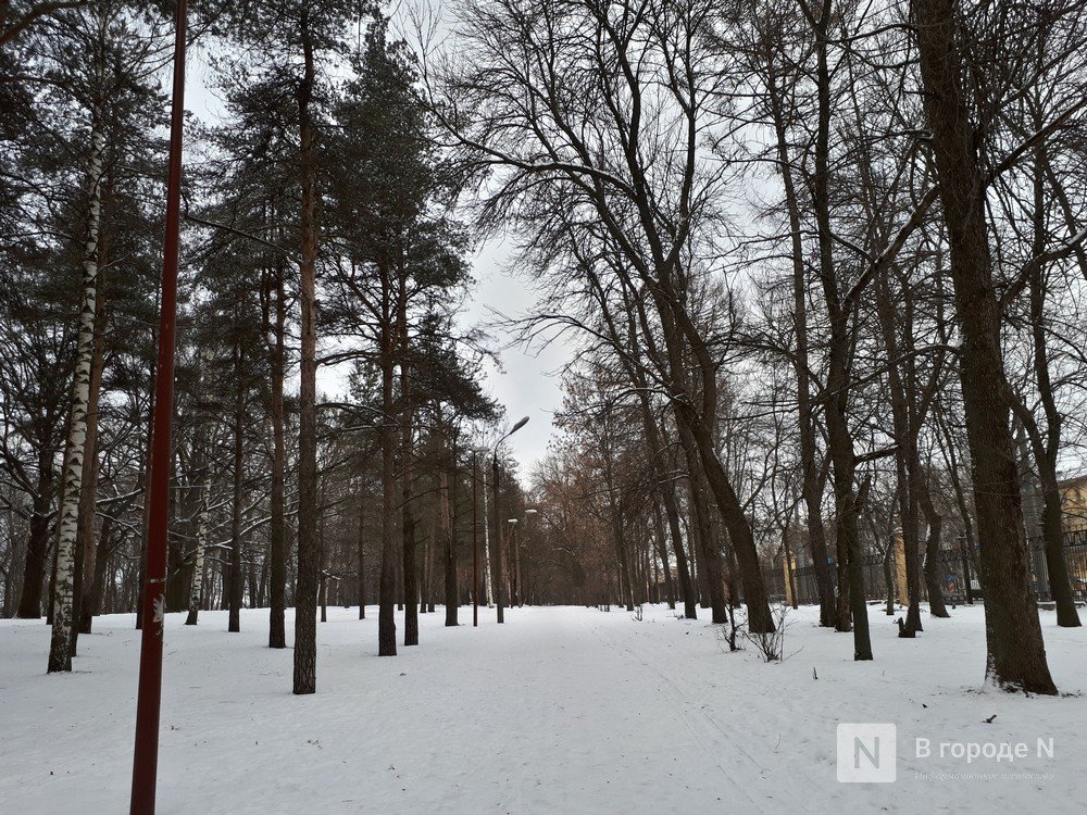 Сохранность деревьев должен обеспечить проектировщик парка &laquo;Швейцария&raquo; в Нижнем Новгороде - фото 1
