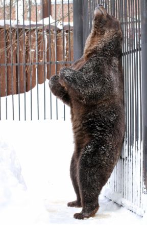 Медведи вышли из спячки в нижегородском зоопарке &laquo;Лимпопо&raquo; - фото 3