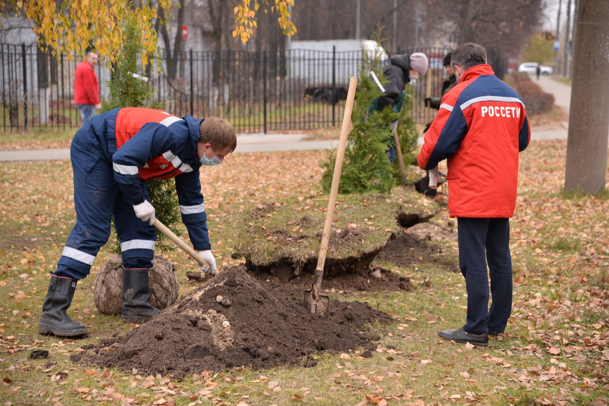 Сотрудники &laquo;Нижновэнерго&raquo; посадили хвойные деревья в Дзержинске - фото 1