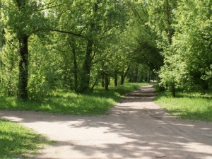 Нижегородцы «вылечат» деревья в парке Кулибина