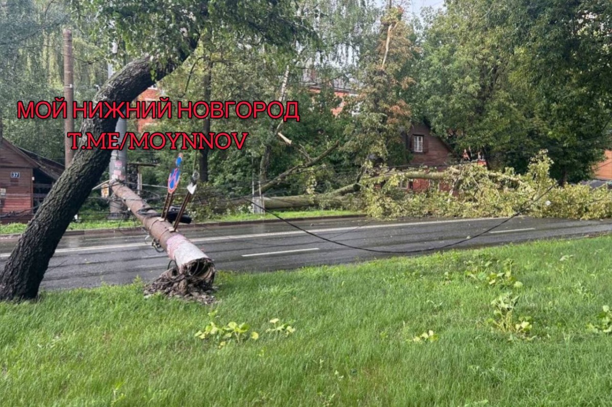 Ураганный ветер повалил десятки деревьев в Нижнем Новгороде - фото 7