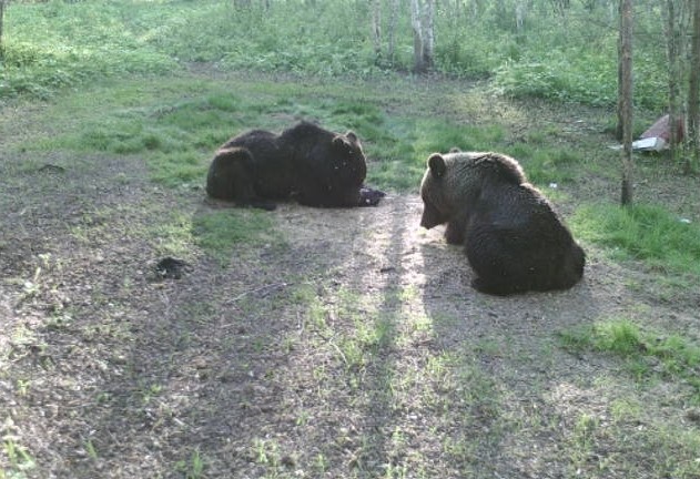 Весенняя охота на медведя разрешена в Нижегородской области - фото 1