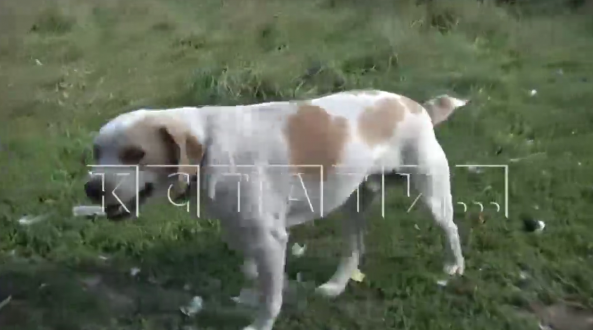 Охотничья собака изуродовала лицо 3-летней девочке в Нижнем Новгороде - фото 1