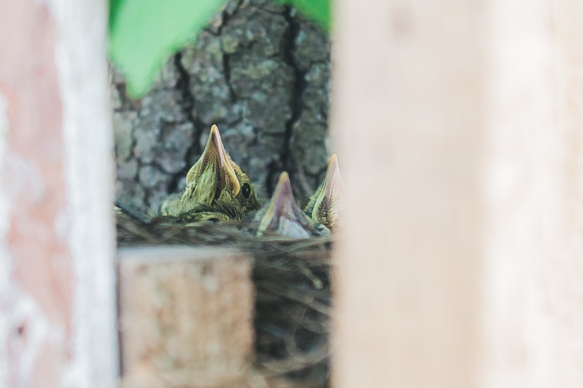 Дрозды свили гнездо в необычном месте в нижегородском парке &laquo;Швейцария&raquo; - фото 1