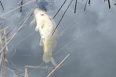 Власти опровергли массовую гибель рыбы в Артемовских лугах