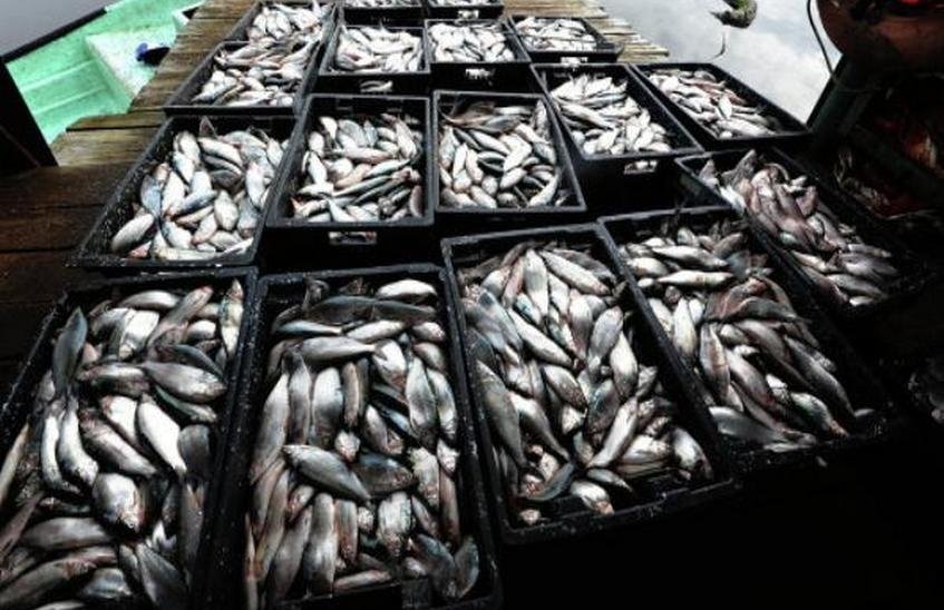 Рыба Есть Магазин Нижний Новгород Официальный Сайт