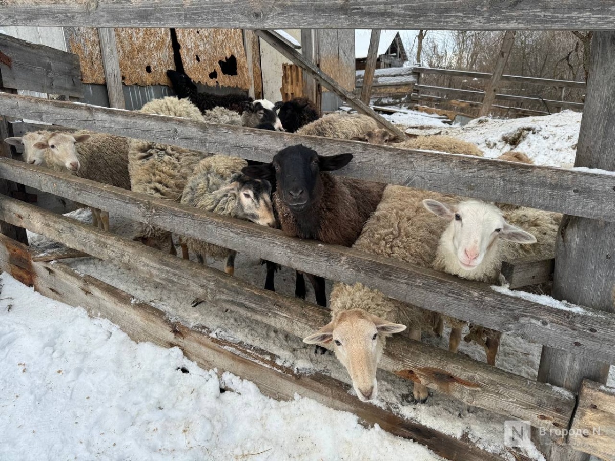 Врач оценил возможность эпидемии сибирской язвы в Нижегородской области - фото 1