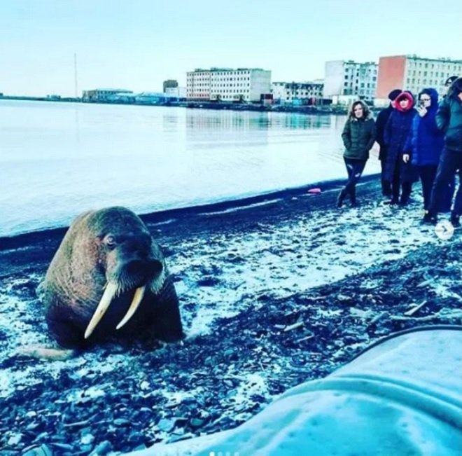 Умирающий морж. Тюлень орет. Ластоногие моржи. Хвост тюленя. Селфи с моржом на заднем фоне.