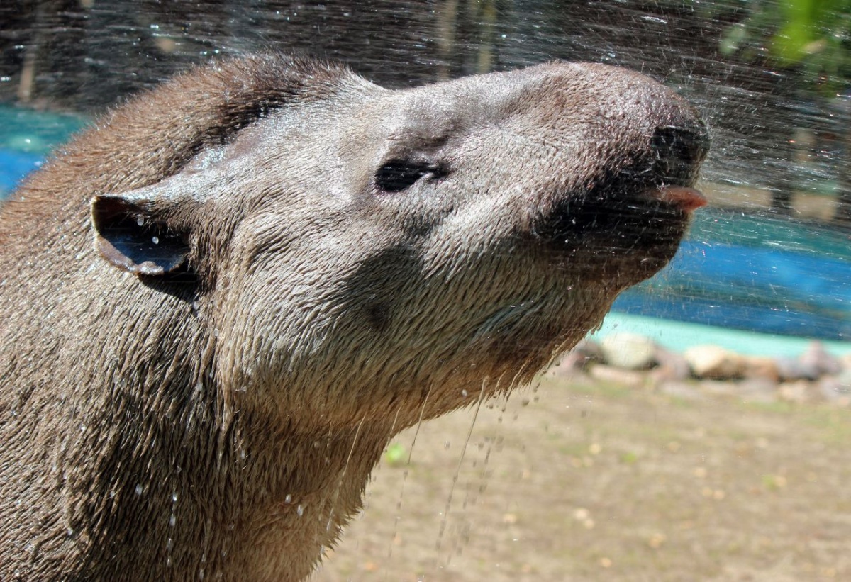 Животных нижегородского зоопарка угощают из-за жары - фото 1