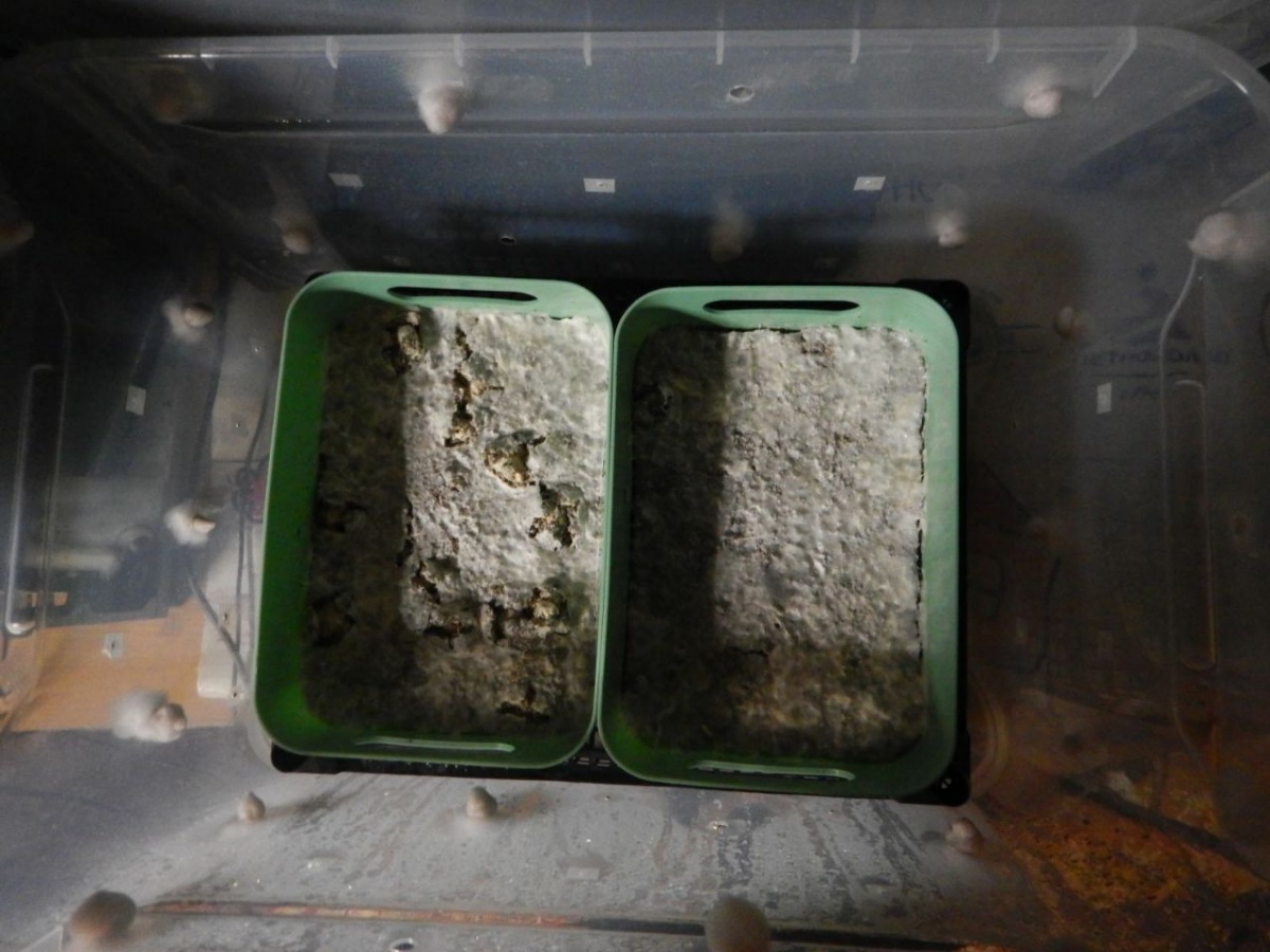 Сбытчика марихуаны и галлюциногенных грибов задержали в Арзамасском районе - фото 2