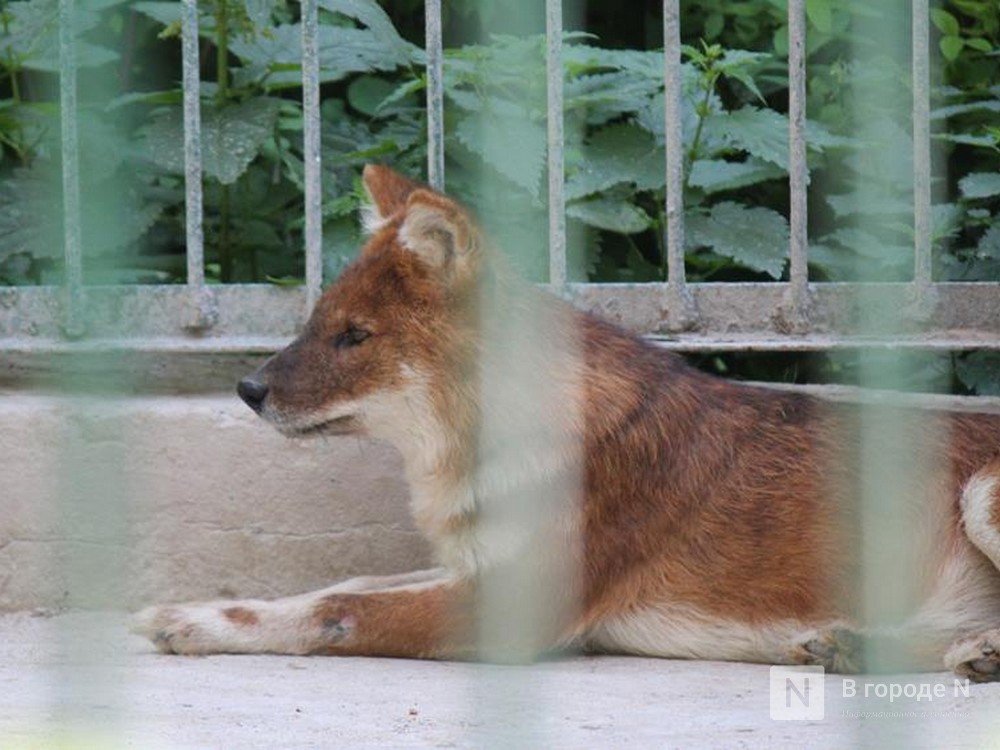 Красных волков из «Мишутки» отвезли в Кострому, несмотря на полицейскую проверку
