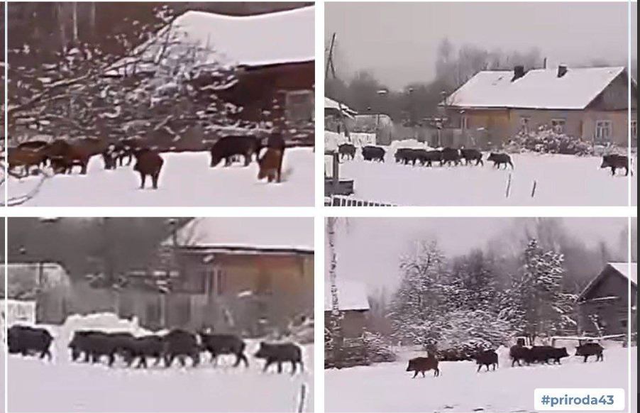 Нижегородские кабаны перепугали жителей Кировской области &mdash; видео - фото 1