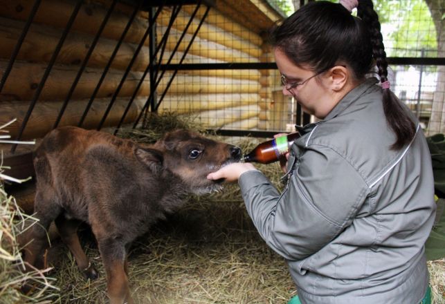 Новорожденный зубренок появился в нижегородском зоопарке &laquo;Лимпопо&raquo; - фото 2