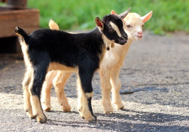 Трое милых козлят родились в зоопарке &laquo;Лимпопо&raquo; в Нижнем Новгороде - фото 5