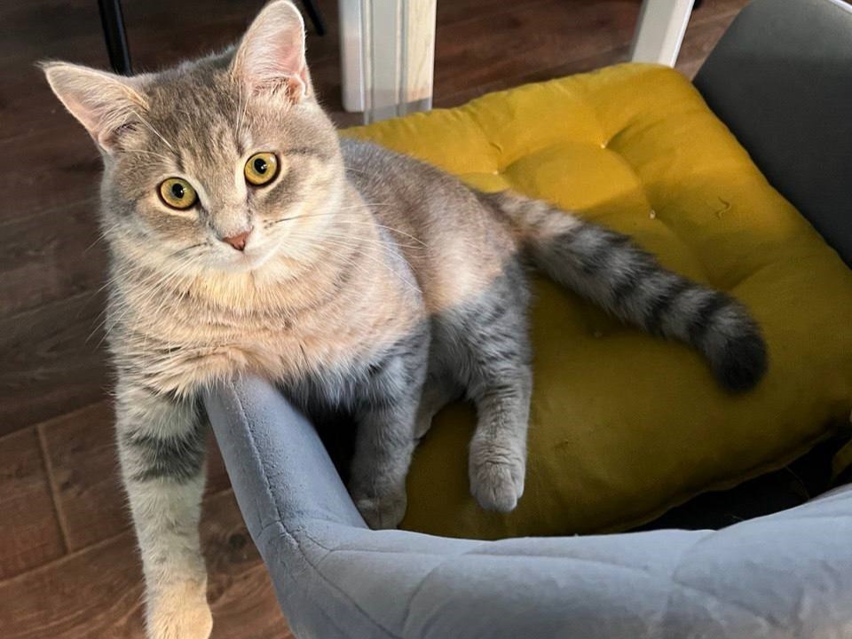 Глава Городецкого округа Мудров показал фото кота, спасенного из дома живодера - фото 1