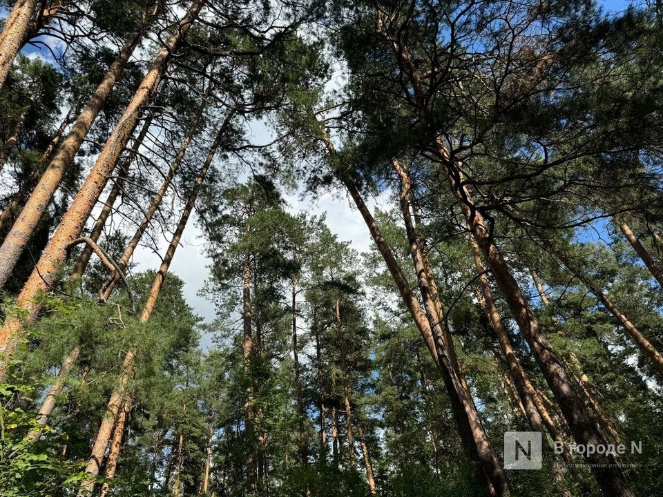 120 экологических преступлений выявили в Нижегородской области - фото 1