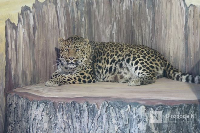 Новоселье больших кошек: уникальные вольеры появились в нижегородском зоопарке - фото 40
