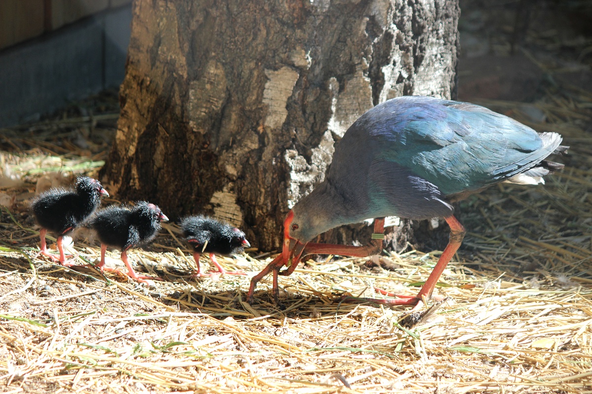 Птенцы появились у султанки и детеныш у семейства паков в нижегородском зоопарке - фото 1