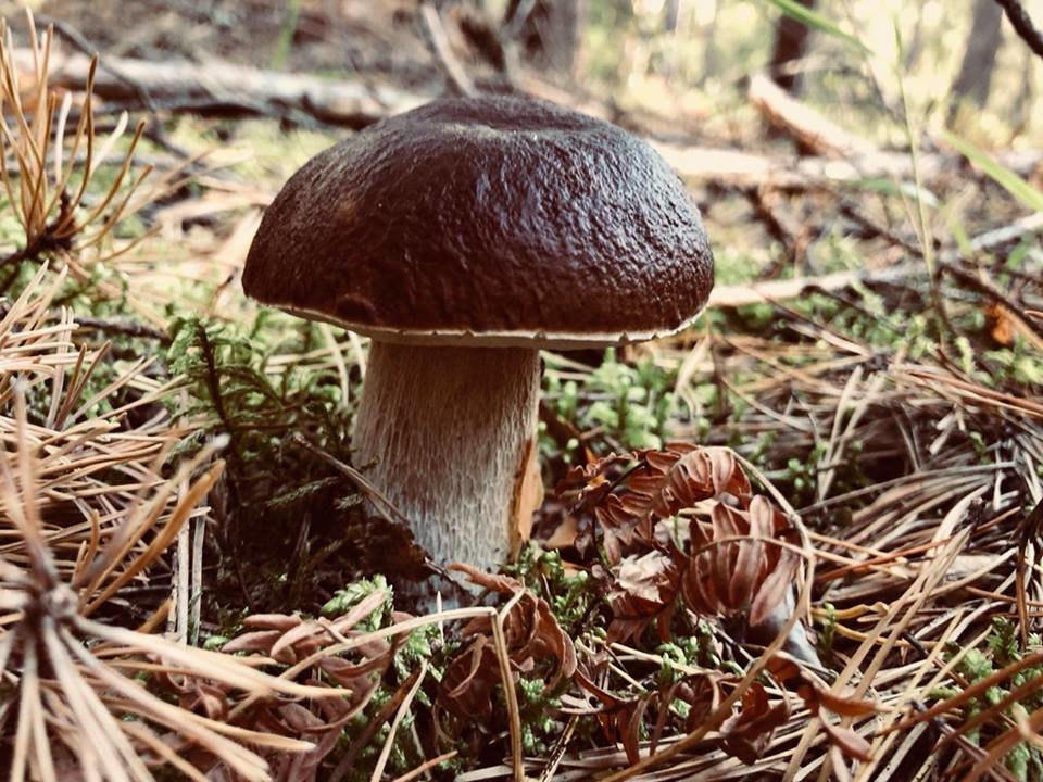 Gathering mushrooms. Грибы в Борском районе. Грибы в Нижегородской области 2022. Грибы в Нижегородской области Борский район. Пестрецы грибы фото.