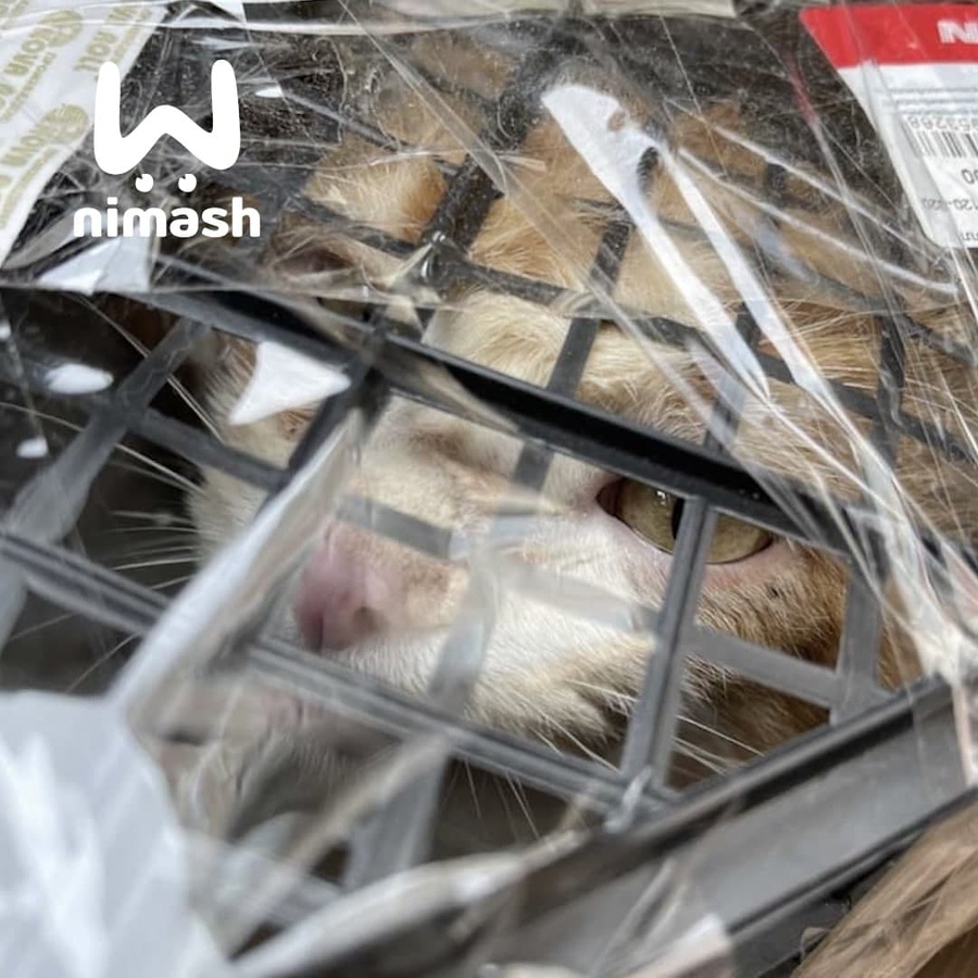 В Нижегородской области «замуровали» кота в коробку и выбросили на помойку