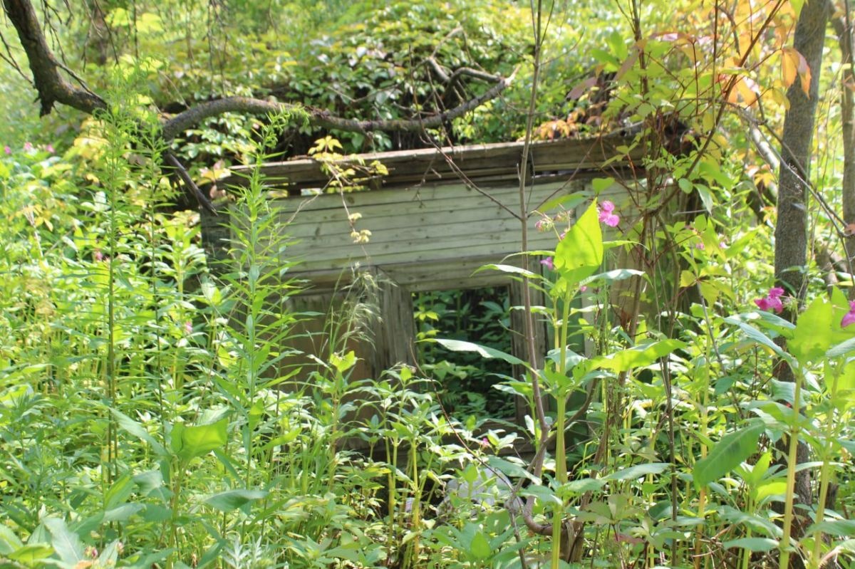 Опубликованы фото оврагов заброшенных участков СНТ в Нижнем Новгороде - фото 1