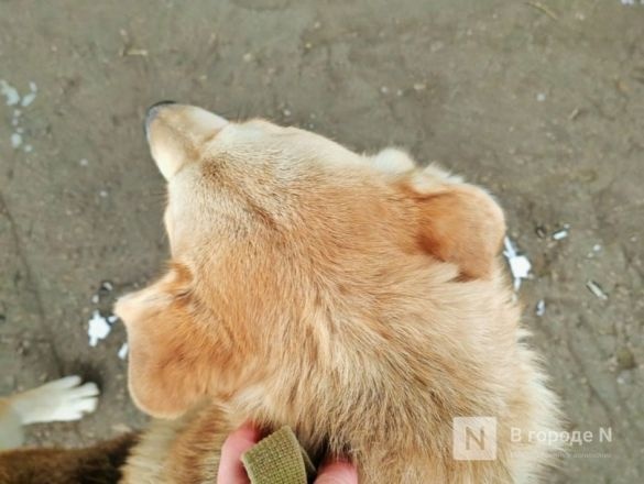 Случаи бешенства выявлены в 11 муниципалитетах Нижегородской области - фото 1