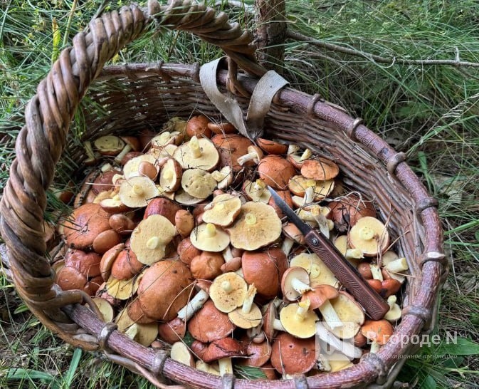 До 9 лет колонии грозит нижегородцам за сбор краснокнижных грибов - фото 1