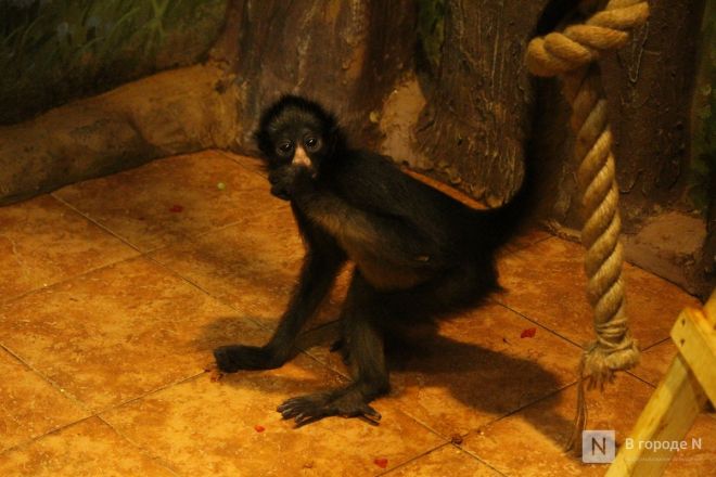 Детки в объективе: показываем милых малышей, которые родились в нижегородском зоопарке «Лимпопо» - фото 77