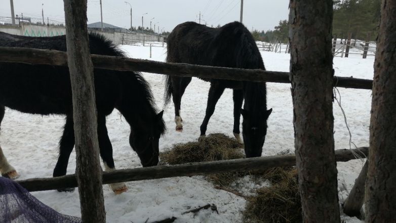 &laquo;Концлагерь&raquo; для лошадей обнаружили зоозащитники в Дзержинске - фото 3