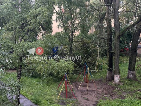 Ураганный ветер повалил десятки деревьев в Нижнем Новгороде - фото 4