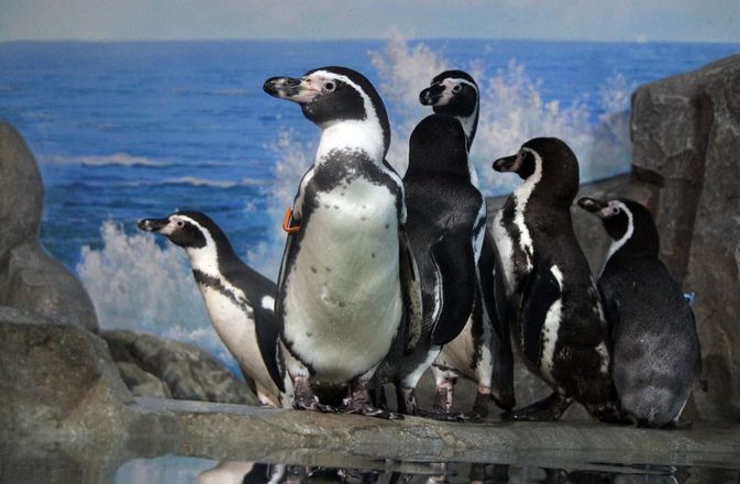 Пингвины Гумбольта прибыли в нижегородский зоопарк - фото 1