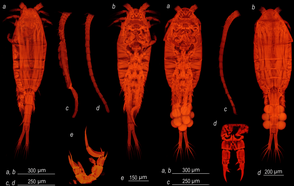 Средиземноморского рачка нашли в озере в Нижегородской области - фото 1
