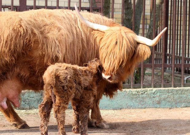 Опубликованы милые фото зверей, родившихся в нижегородском «Лимпопо» - фото 6